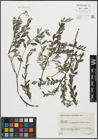 Foto von Salix repens L.